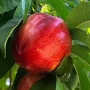 BIO AROMA SPUR SAULENNEKTARINE 
