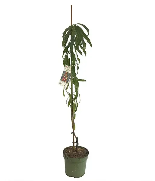 Columnar Peach AROMA SPUR SAULENPFIRSICH - Tutifruti SK