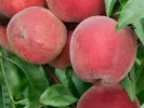 Peach (Prunus persica) REDHAVEN - Tutifruti SK