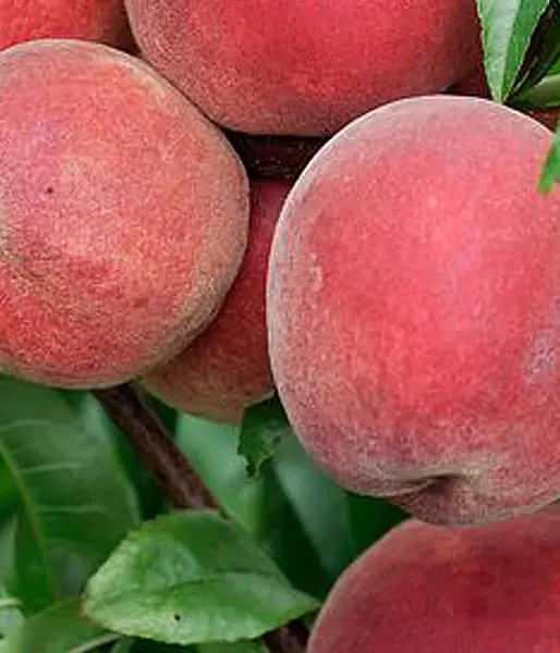 Peach (Prunus persica) REDHAVEN