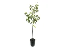 Peach (Prunus persica) REDHAVEN - Tutifruti SK