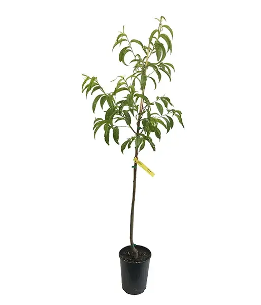 Peach (Prunus persica) REDHAVEN