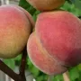 Peach (Prunus persica) SOČNYJ