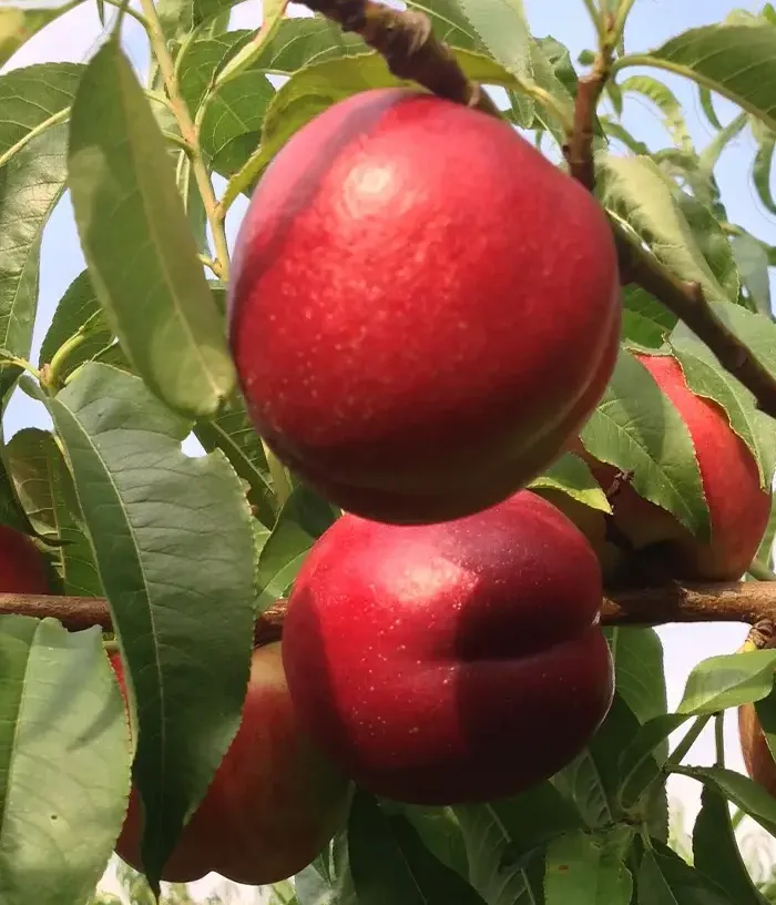 Nectarine (Prunus persica var. nucipersica) ROMAMER-2 - Tutifruti, s.r.o.
