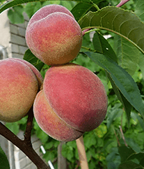 Peach (Prunus persica) VIKTORS