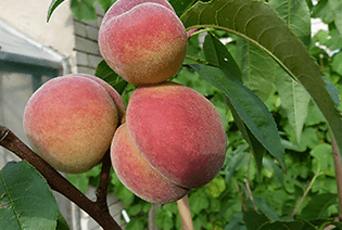 Velvet courage: The story of Latvian peaches Maira and Viktors, who stood up to the frost