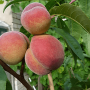 Broskyňa (Prunus persica) VIKTORS