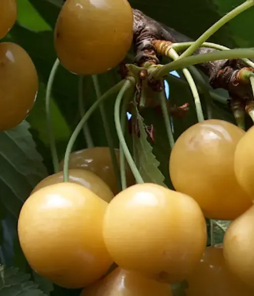 Čerešňa (prunus avium) ALEKSANDRS