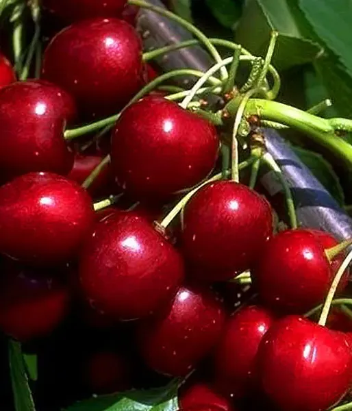 BIO AROMA SPUR SÄULENSÜßKIRSCHE ROT