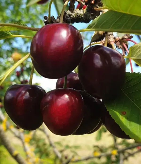Čerešňa (Prunus avium) AGILA
