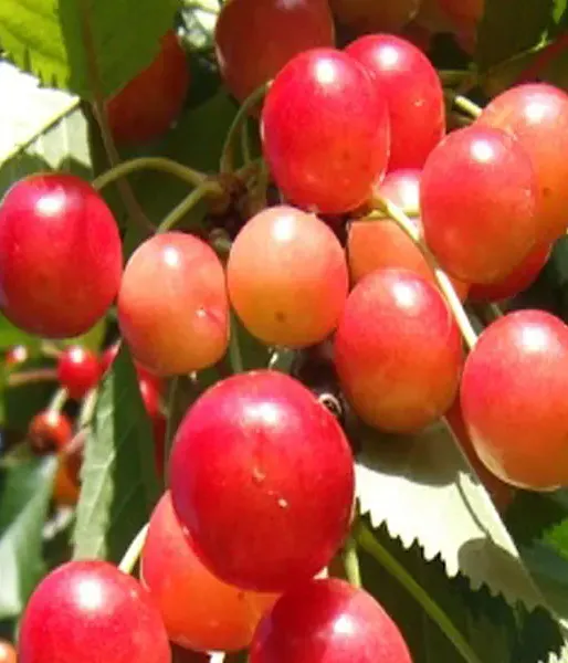 Sweet Cherry (Prunus avium) BRJANSKAJA ROZOVAJA