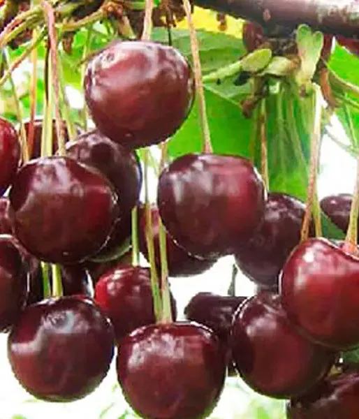 Višňa (Prunus cerasus) HARITONOVSKAJA