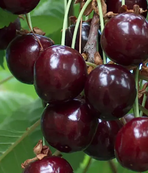 Cherry  (Prunus avium) MEELIKA