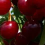 Višňa (Prunus cerasus) PREVOSHODNAJA KOLESNIKOVOI