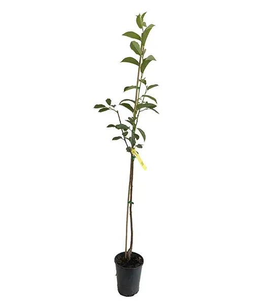 Sour Cherry (Prunus cerasus) PANDY