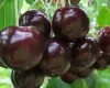 Cherry tree to order