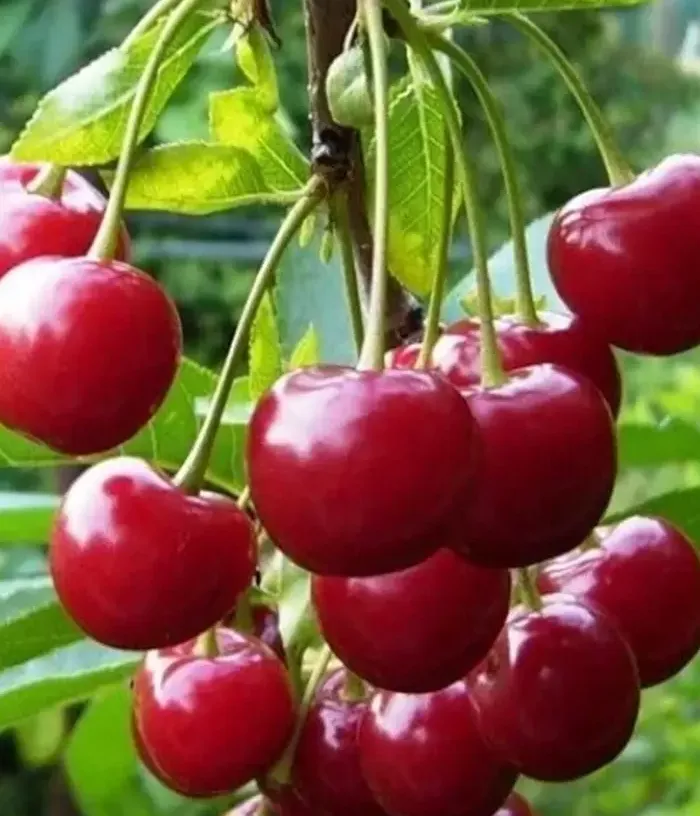 Sour Cherry (Prunus cerasus) VYTĖNŲ ŽVAIGŽDĖ - Tutifruti, s.r.o.