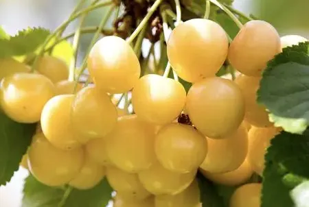 Aleksandrs cherry: Detailed profile of the Latvian yellow variety