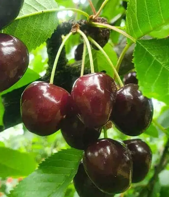 Süßkirsche (Prunus avium) IRENA - Tutifruti, s.r.o.