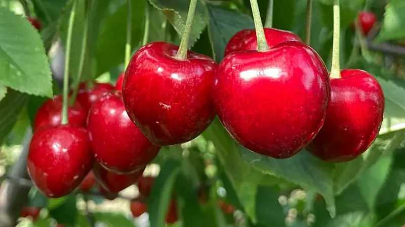 Honba za dokonalou čerešňou: Ako veda mení naše obľúbené ovocie