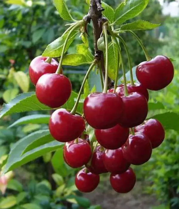 Süßkirsche (Prunus avium) KOMPAKTNAYA VENYAMINOVA