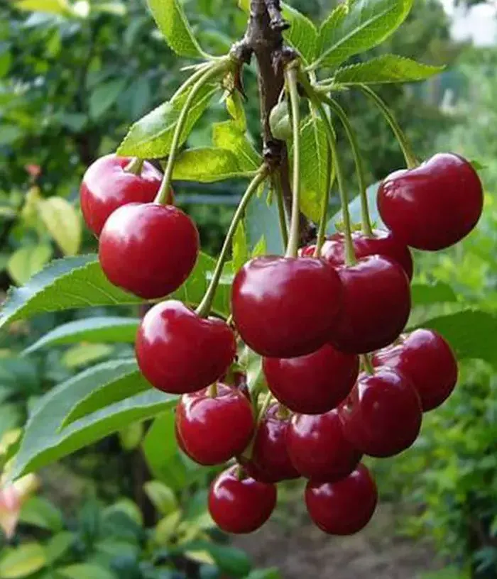Süßkirsche (Prunus avium) KOMPAKTNAYA VENYAMINOVA - Tutifruti, s.r.o.