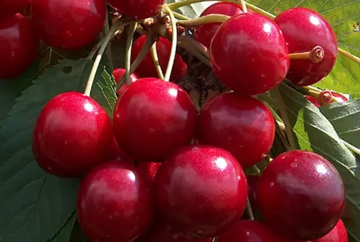 Analysis of exclusive cherry varieties: Krupnoplodnaja, Brjanskaja Rozovaja, and Jānis