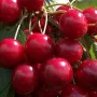Čerešňa (prunus avium) KRUPNOPLODNAJA
