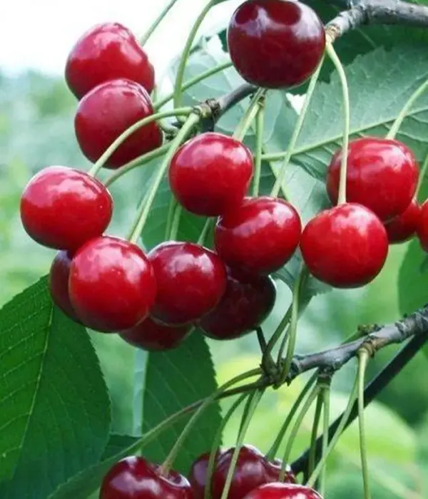 Sour Cherry (Prunus cerasus) MOLODYOZHNAYA