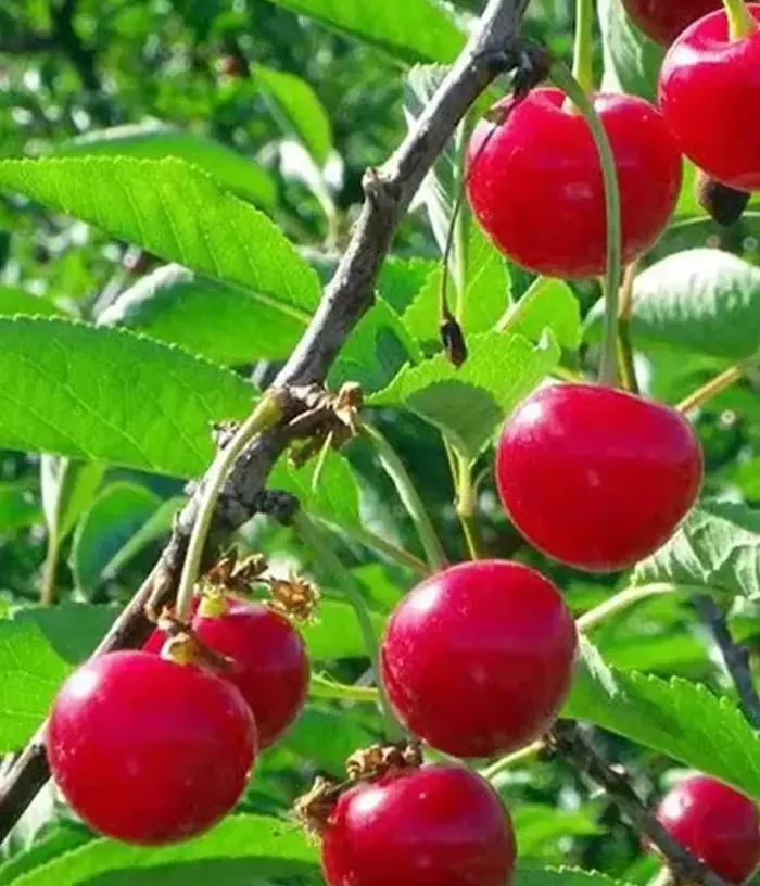 Sour Cherry (Prunus cerasus) NANA - Tutifruti, s.r.o.