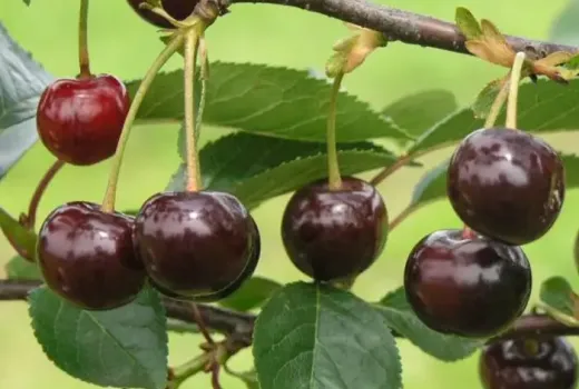 Self-fertile and Resilient: Introducing the Sour Cherries 'Gerema', 'Nana', and 'Notė'
