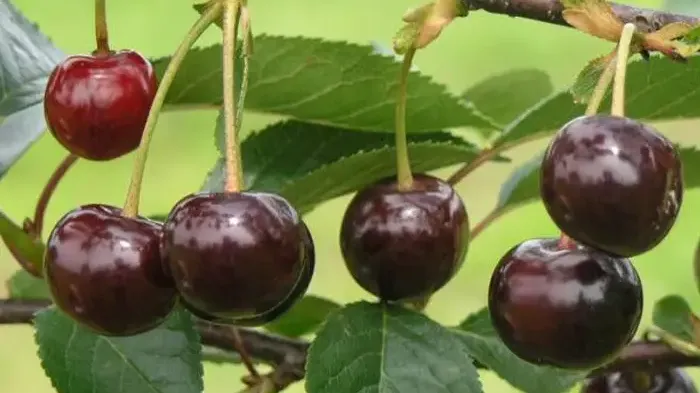 Self-fertile and Resilient: Introducing the Sour Cherries 'Gerema', 'Nana', and 'Notė'