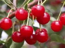 Sour Cherry (Prunus cerasus) PANDY - Tutifruti SK