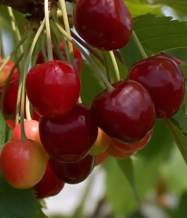 Süßkirschen (Prunus avium) AGRIS