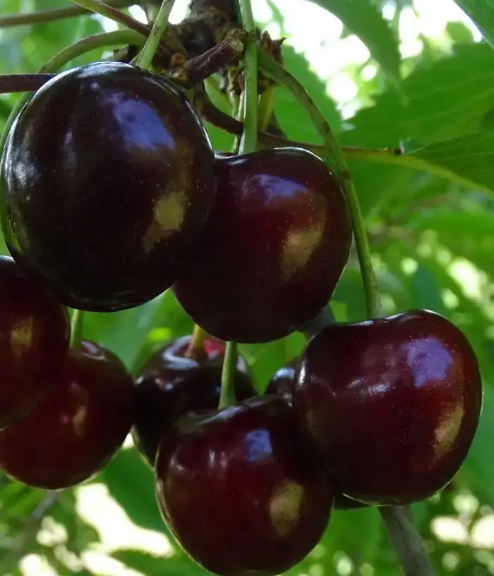 Süßkirsche (Prunus avium) BRJANSKAS 3-36 - Tutifruti, s.r.o.