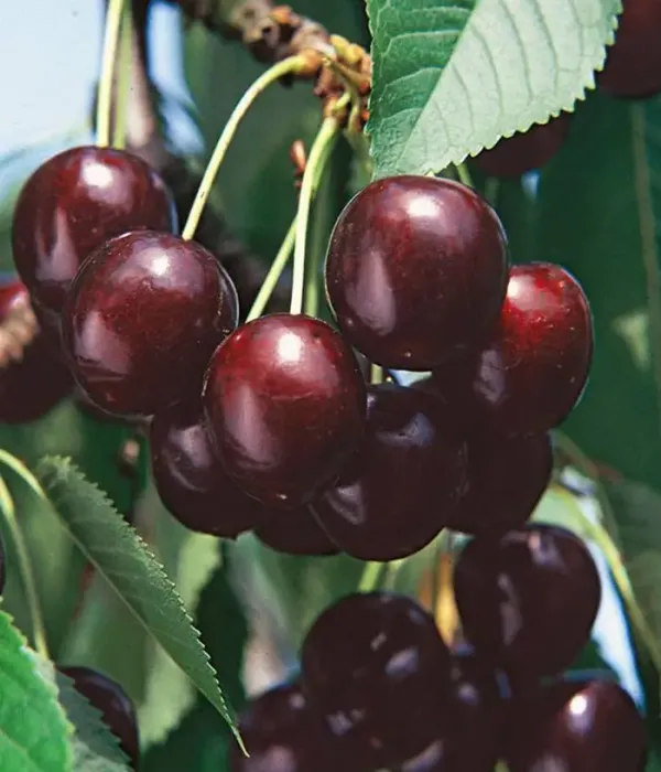 Süßkirsche (Prunus avium) RADITSA