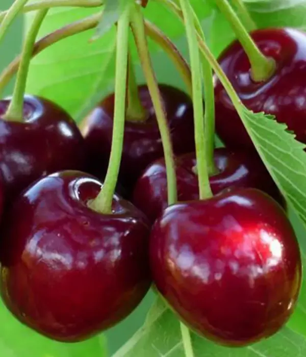 Süßkirsche x Sauerkirsche (Prunus x gondouinii) ŽIVICA