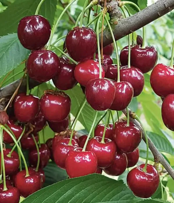 Sauerkirschen (Prunus cerasus) BULATNIKOVSKAYA