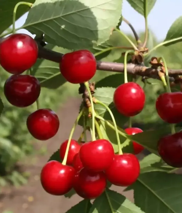 Sauerkirschen (Prunus cerasus) DESERTNAYA MOROZOVOI