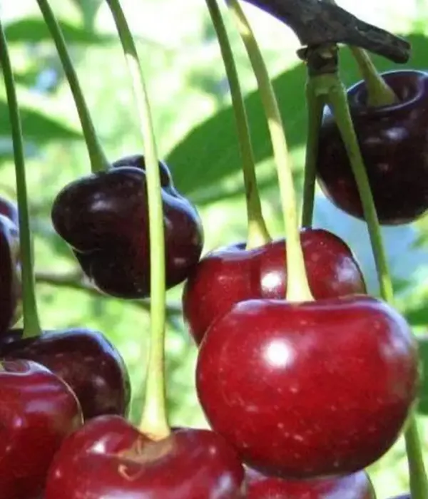 Sauerkirschen (Prunus cerasus) MILAVICA