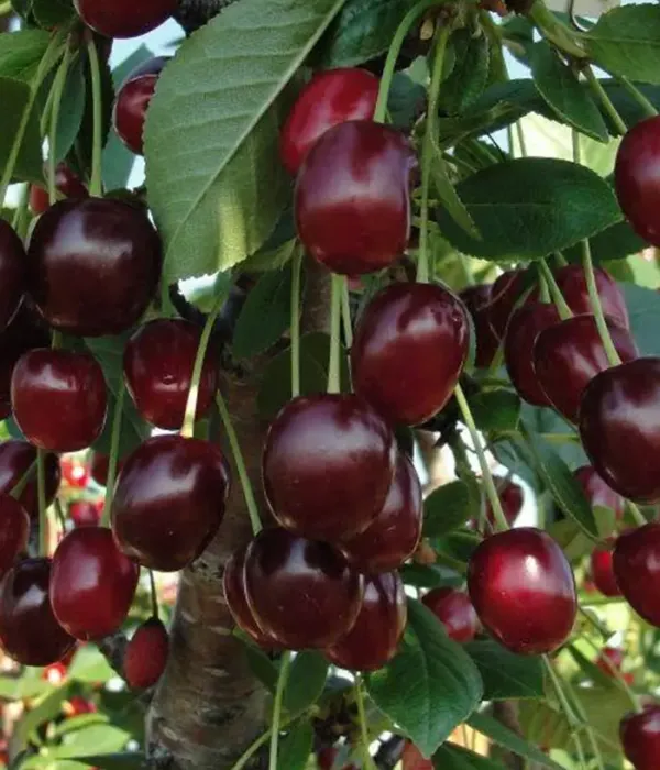 Sauerkirschen (Prunus cerasus) PAMYATI ENIKEEVA