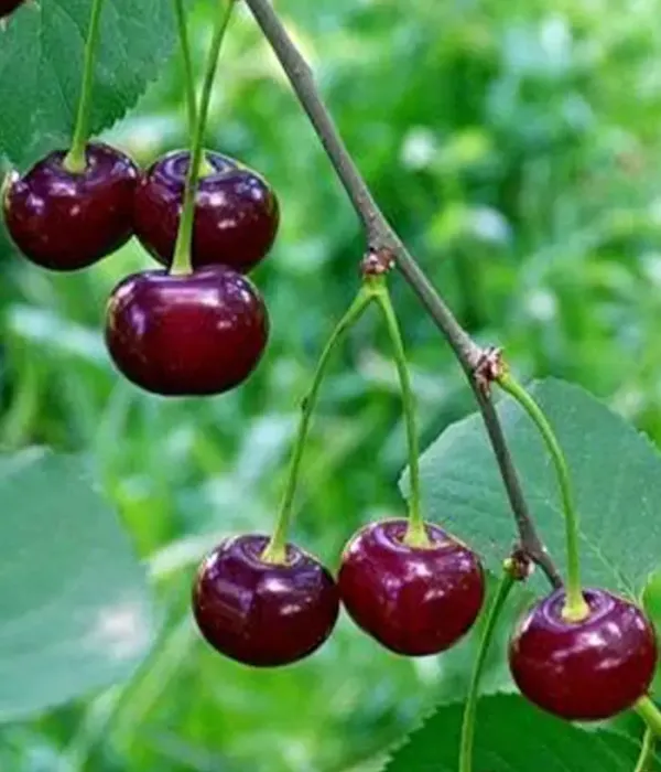 Sauerkirschen (Prunus cerasus) STUDENCHESKAYA