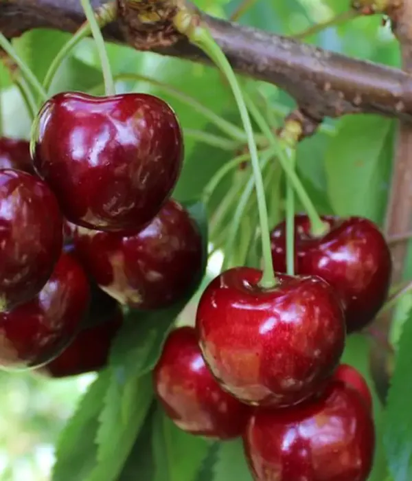 Sweet Cherry (Prunus avium) REGINA