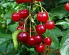 Sour cherry tree to order