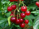 Sour Cherry (Prunus cerasus) GRONIASTA - SK Matej Hornák