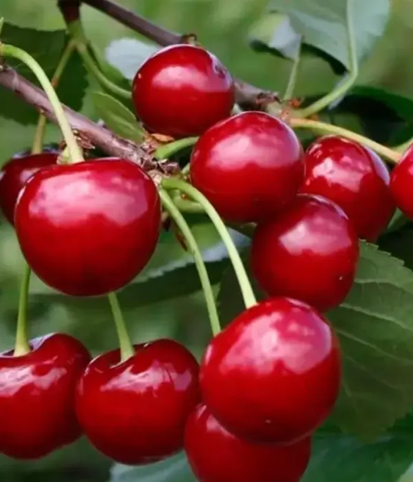 Višňa (Prunus cerasus) SHALUNYA