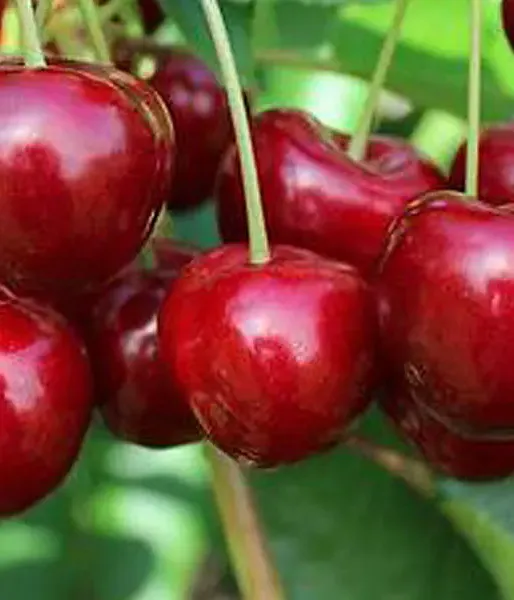 Sweet Cherry (Prunus avium) TAMARA
