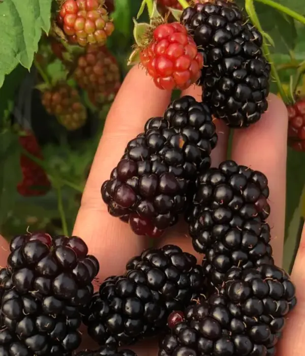 Blackberry (Rubus fruticosus) MARYNA PBR