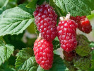 BUCKINGHAM TAYBERRY ( Rubus x tayberry) - Tutifruti SK