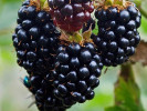 Brombeere (Rubus fruticosus) BLACK SATIN - Tutifruti SK